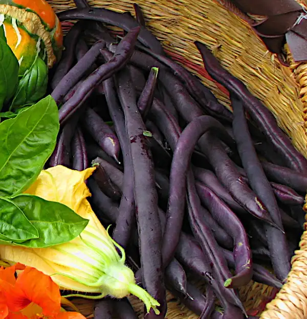 Bohnen: Dasinger Blaue - historische Stangenbohnensorte mit violettblauen Hülsen.
