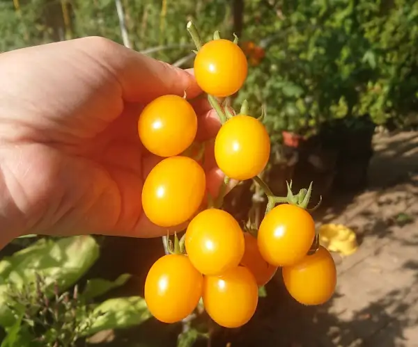 Tomaten: Date Fruit Yellow