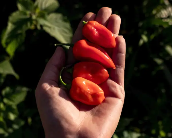 Chili / Paprika: Datil Sweet