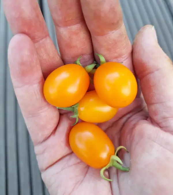 Tomaten: Datlo