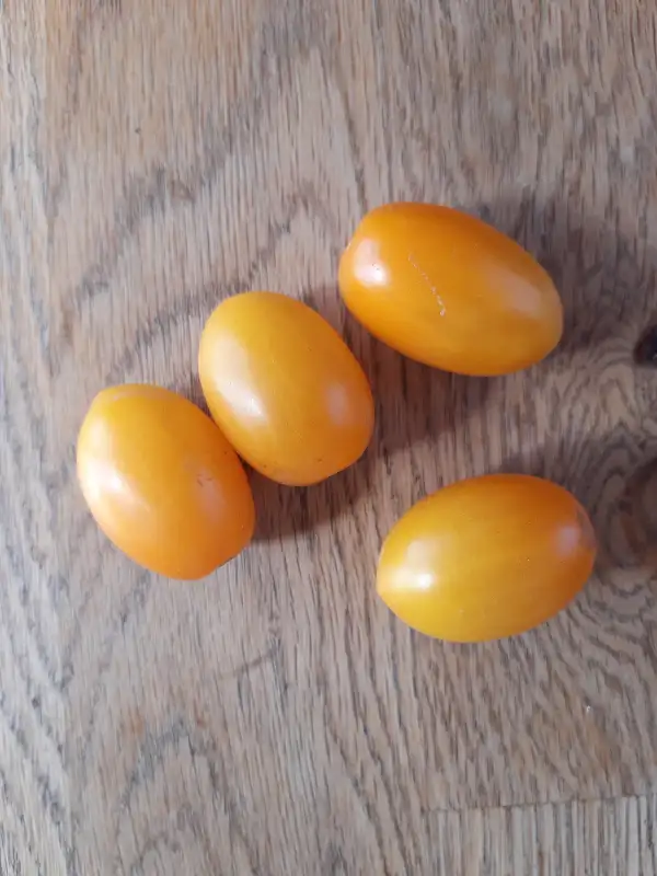 Tomaten: Datlo