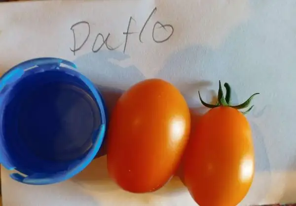 Tomaten: Datlo