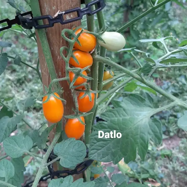 Tomaten: Datlo