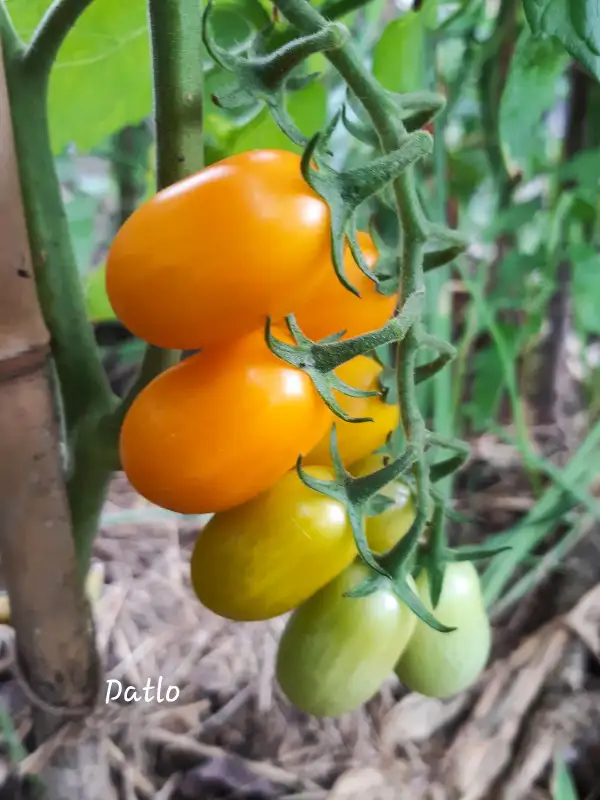 Tomaten: Datlo