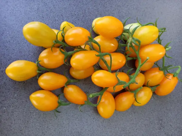 Tomaten: Datlo Orange
