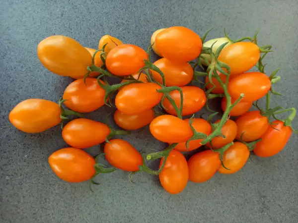 Tomaten: Datlo Orange