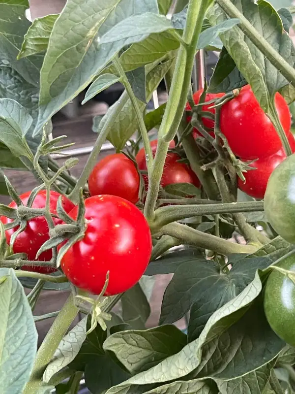 Tomaten: Datschnik - Zwergtomate