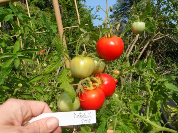 Tomaten: Datschnik ( Kat# 2108 )