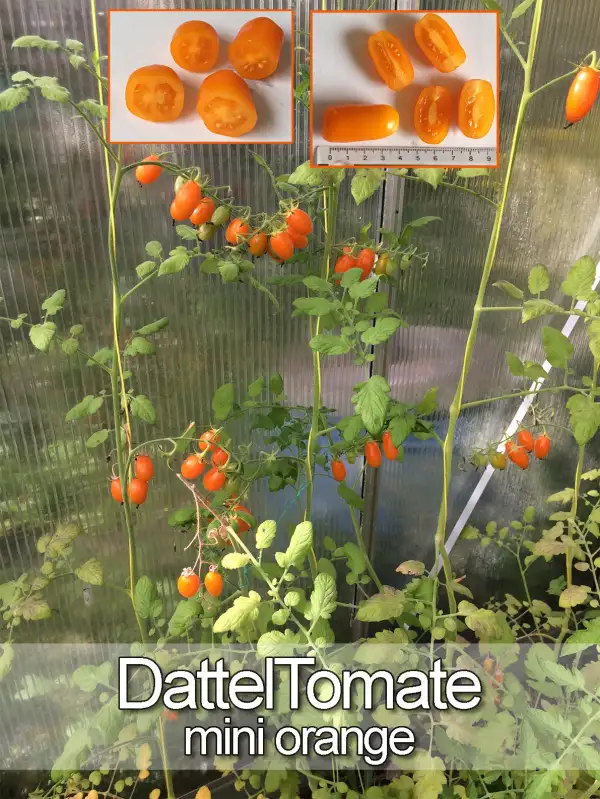 Tomaten: Dattel mini orange