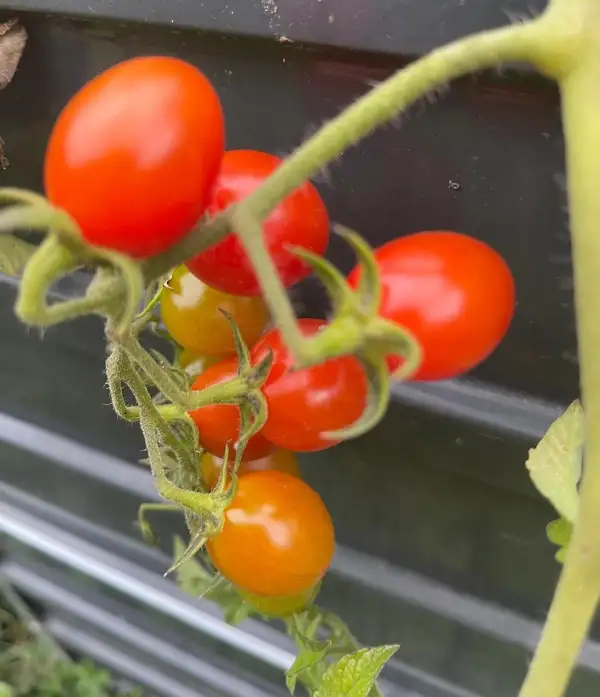 Tomaten: Datteltomate