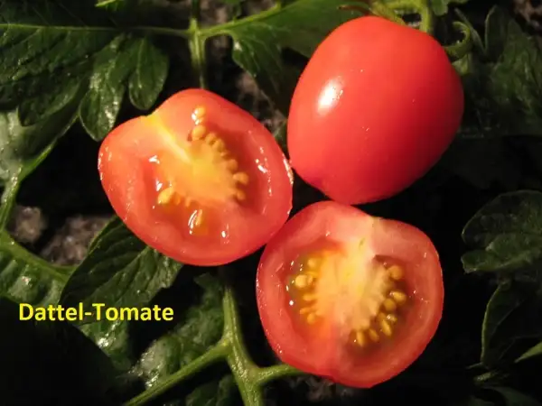 Tomaten: Datteltomate