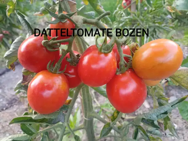 Tomaten: Datteltomate Bozen