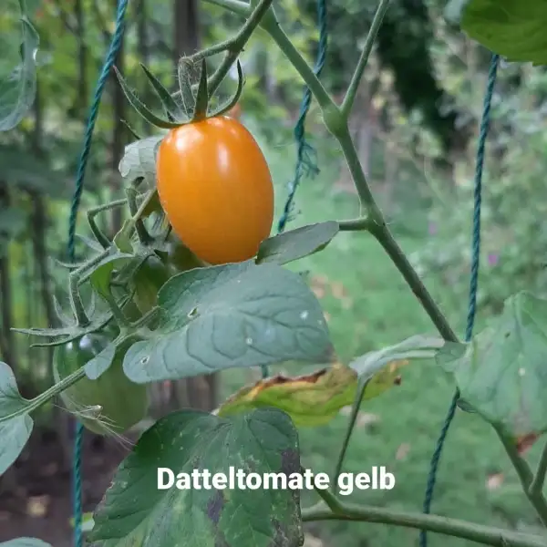 Tomaten: Datteltomate (dunkel)gelb, kartoffelblättrig