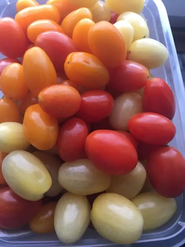 Tomaten: Datteltomate gelb