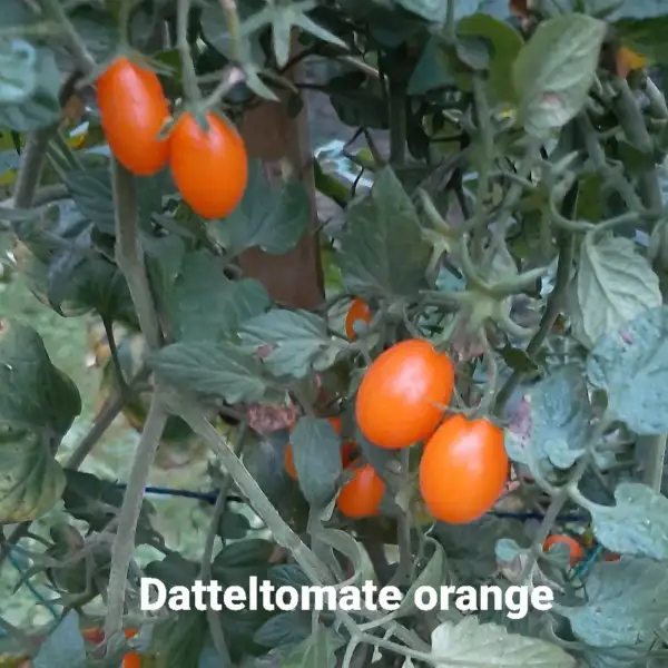 Tomaten: Datteltomate orange (kartoffelblättrig)