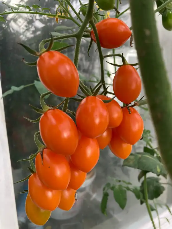 Tomaten: Datteltomaten orange