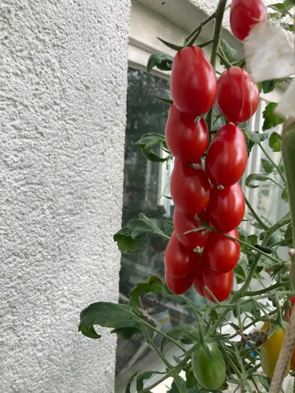 Tomaten: Datteltomaten rot
