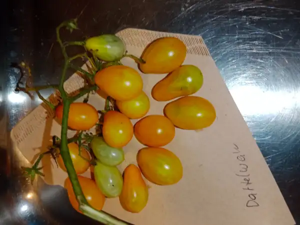 Tomaten: Dattelwein