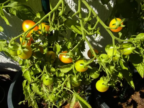 Tomaten: Dattelwein