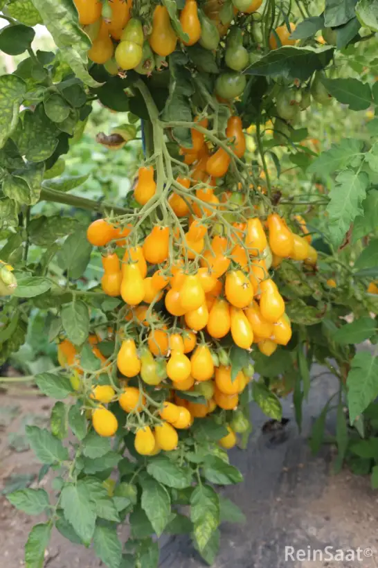 Tomaten: Dattelwein