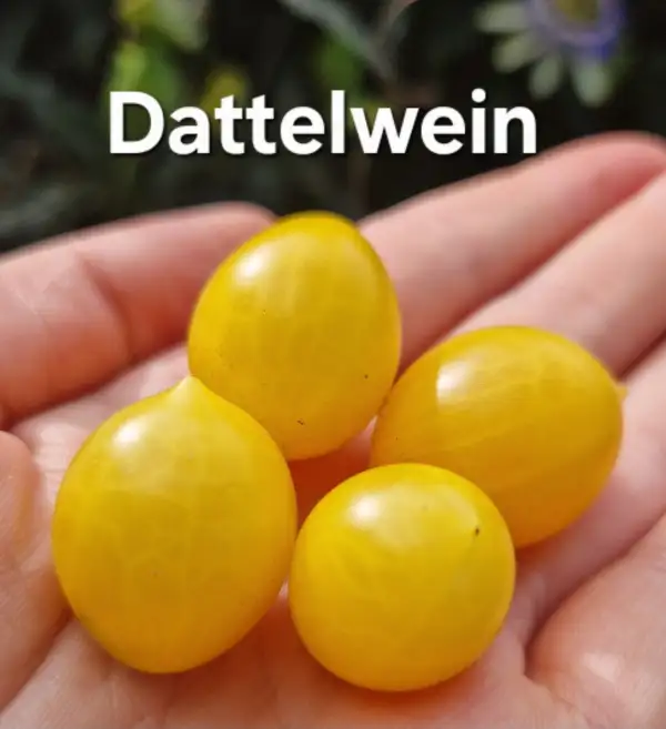 Tomaten: Dattelwein ( gelb )