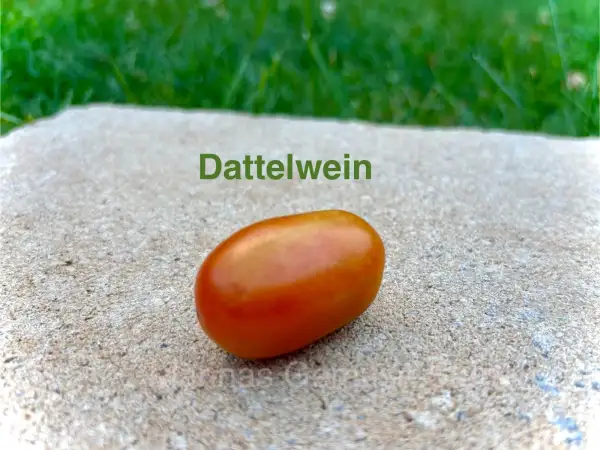 Tomaten: Dattelwein (rot)