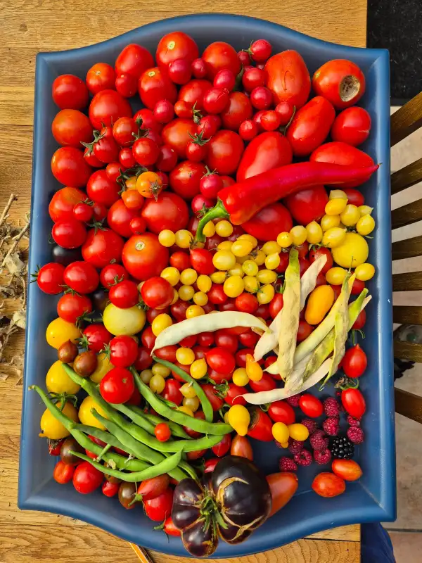 Tomaten: Dattelwein Rot