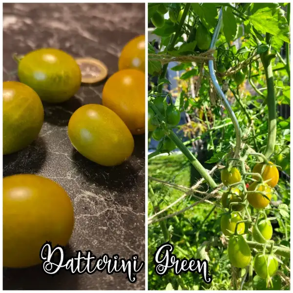 Tomaten: Datterini Green