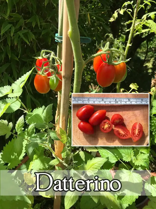 Tomaten: Datterino