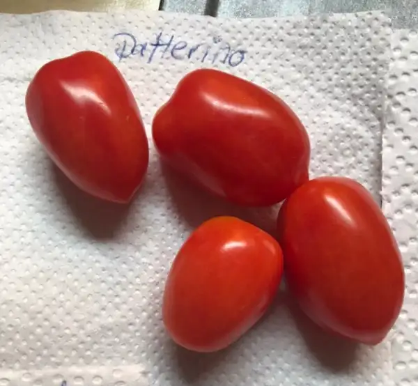 Tomaten: Datterino