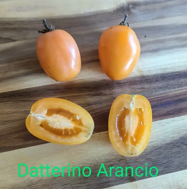 Tomaten: Datterino Arrancio