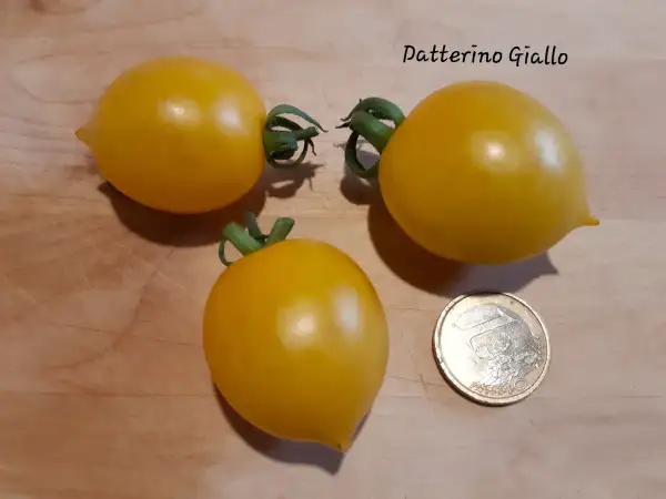 Tomaten: Datterino Giallo