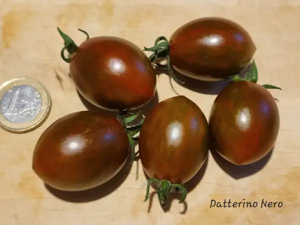 Tomaten: Datterino Nero