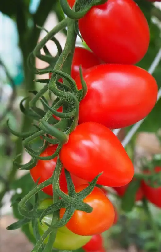 Tomaten: Datterino Picolo