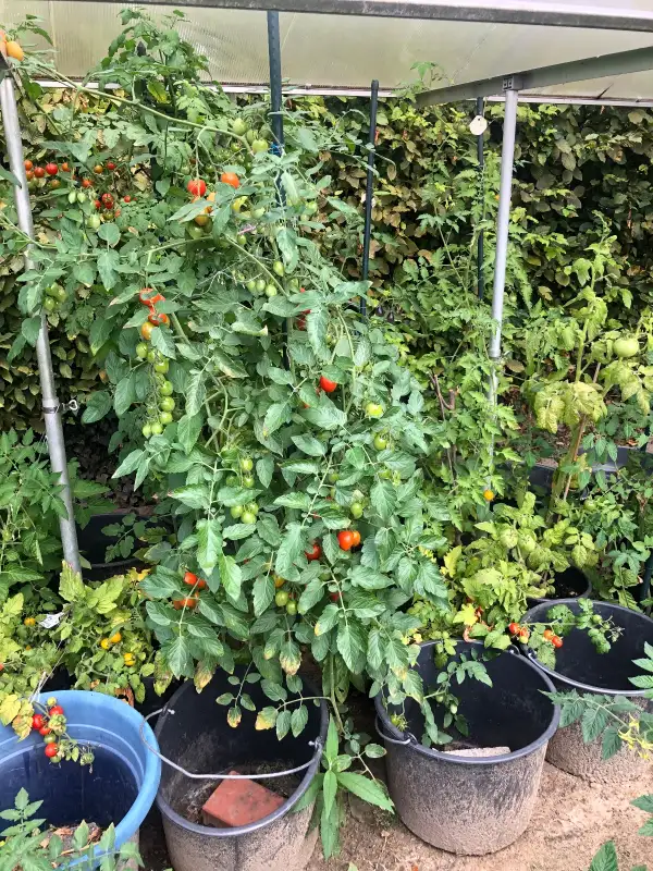 Tomaten: Datterino rot