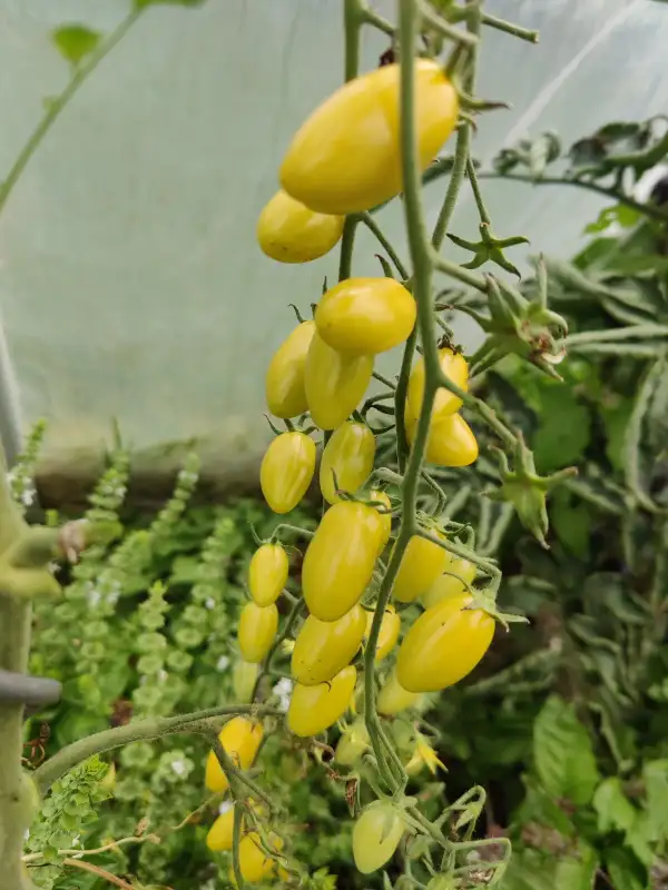 Tomaten: Datterino Verde