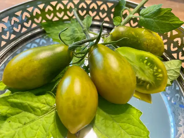 Tomaten: Datterino Verde