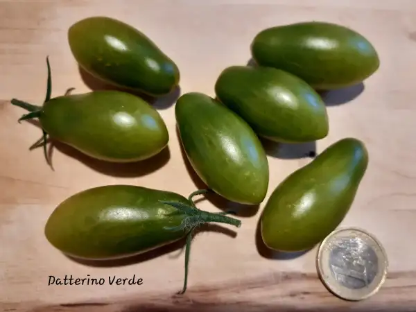 Tomaten: Datterino Verde