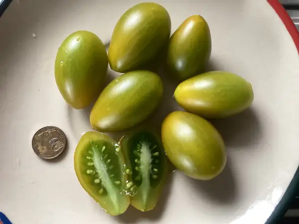 Tomaten: Datterino Verde a Punta