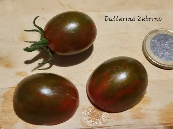 Tomaten: Datterino Zebrino