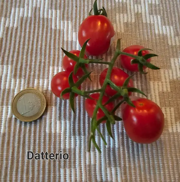 Tomaten: Datterio