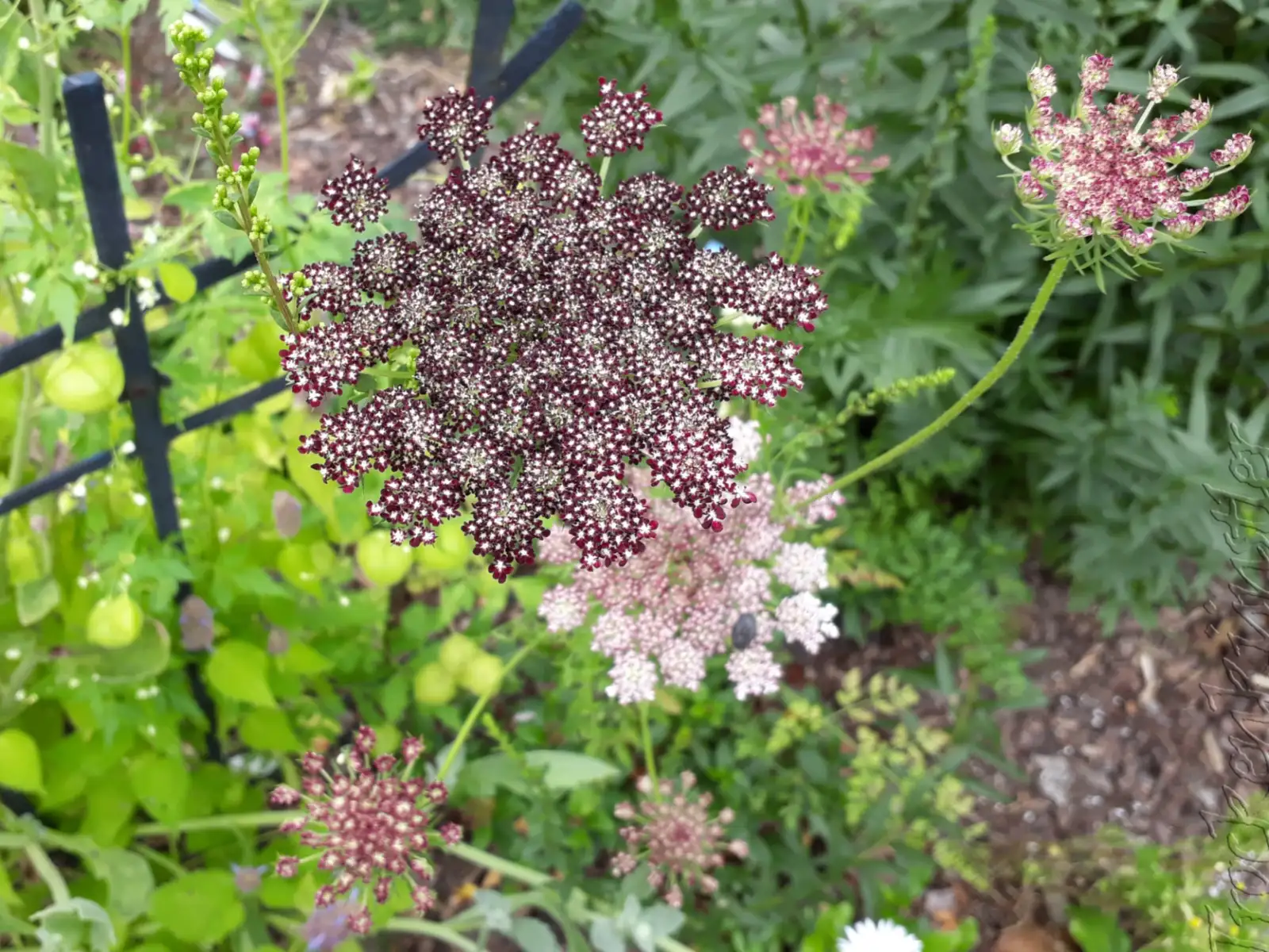 Blumen: Daucus carota 