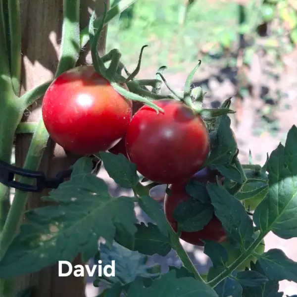 Tomaten: David