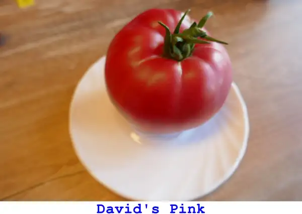 Tomaten: David’s Pink