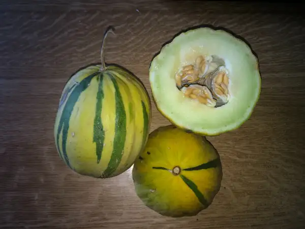 Obst: De Alozaina melone