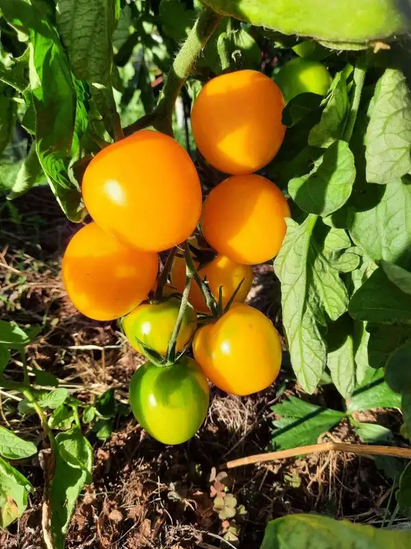 Tomaten: De barao gold