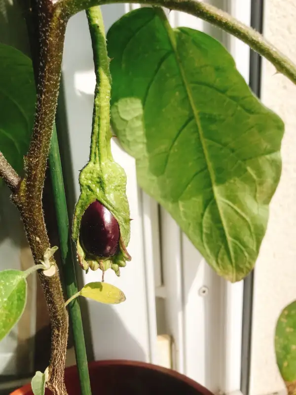 Auberginen: De Barbentane