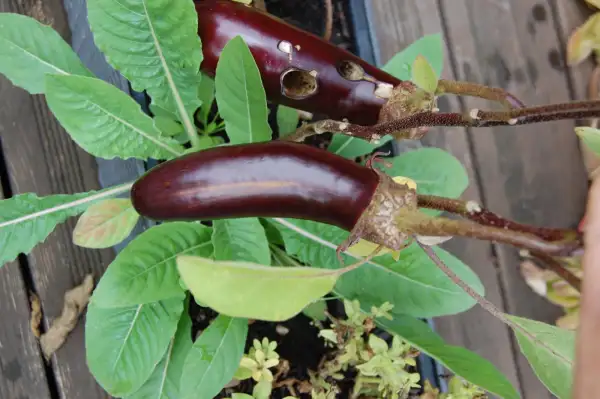 Auberginen: De Barbentane Solanum melongena