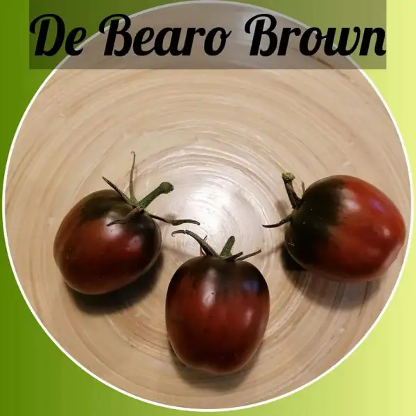 Tomaten: de Bearo Brown