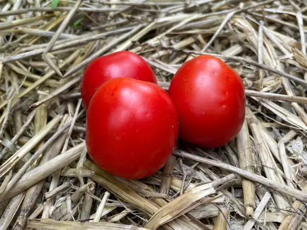 Tomaten: De Berao